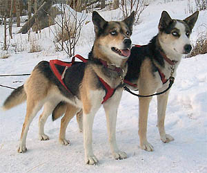 Tonya and Lizzy, Seppala lead dogs in the Yukon 